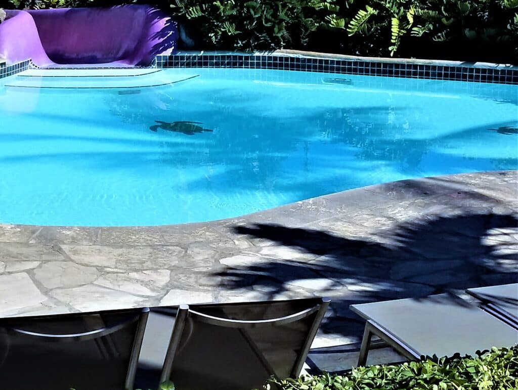 outdoor living spaces a cool refreshing swimming 2026 07 15 21 34 11 utc